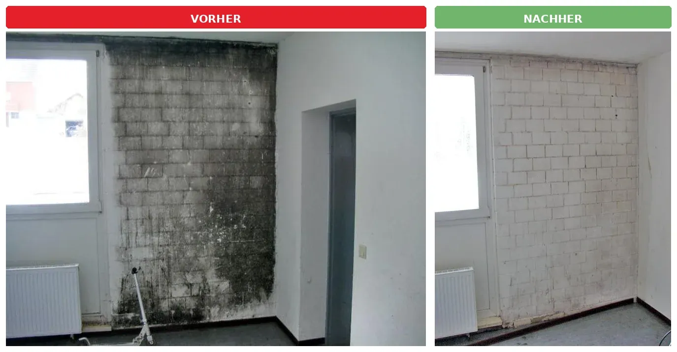 Wand mit starkem Schimmelbefall und derselbe Wandbereich nach der Bearbeitung in einem ehemaligen Fabrikgebäude in Borchen